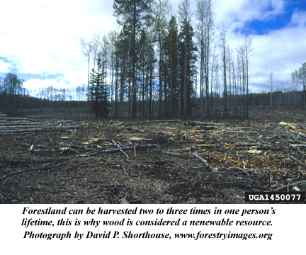 Harvested forestland